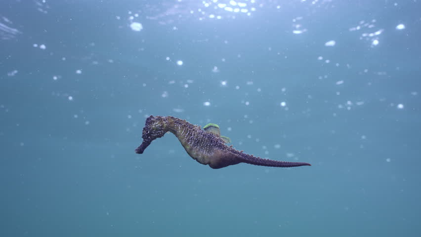 Long Snouted Seahorse (Hippocampus guttulatus) swims in blue water under water surface during rain, Slow Motion