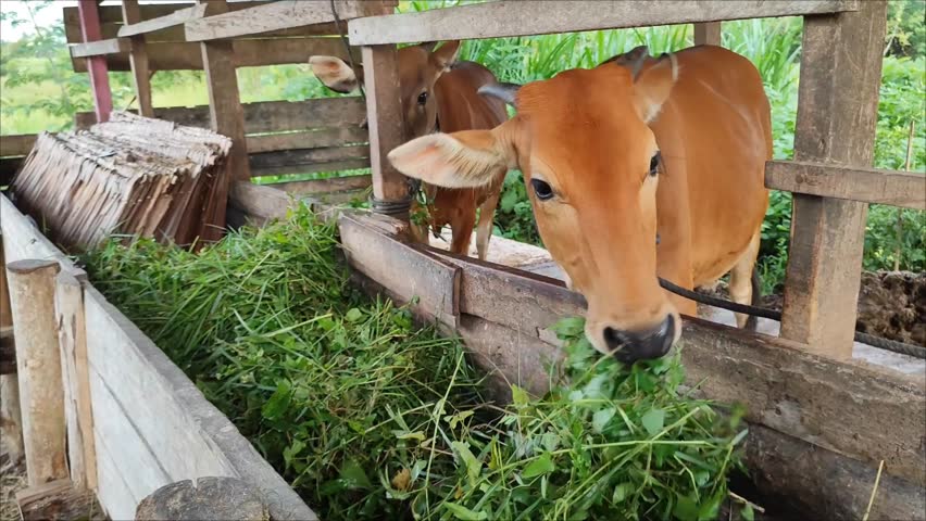 cows eating green grass together 