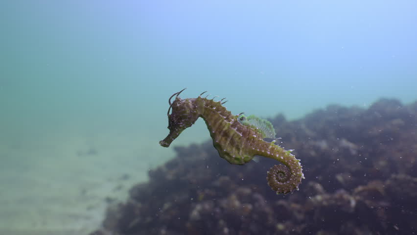Slow Motion of Long Snouted Seahorse (Hippocampus guttulatus) swims against background of reef covered with Mediterranean mussels (Mytilus galloprovincialis)