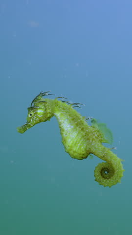 Vertical video, Beautiful Seahorse swims in the water column and looking at camera, Slow motion, Follow shot, Long Snouted Seahorse (Hippocampus guttulatus)