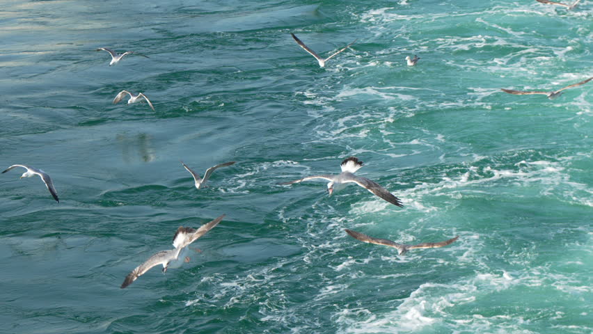 Seagulls Ocean Feeding Frenzy: Birds Diving Coastal Waters for Fish