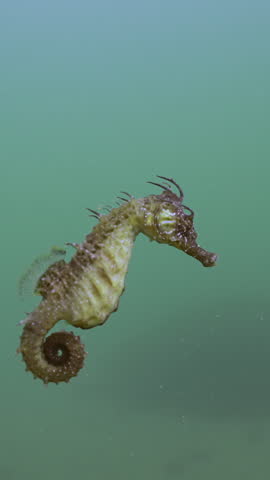 Vertical video, Beautiful Seahorse swimming in the water column and looking at camera, Slow motion