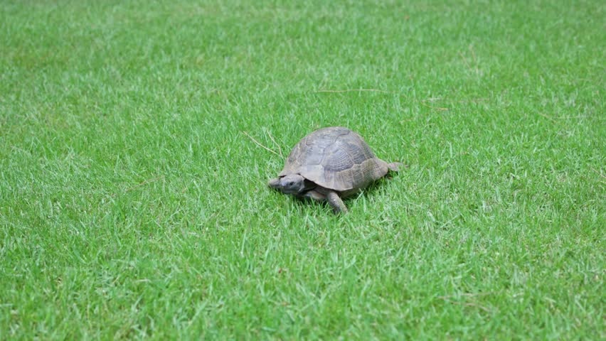 A tortoise is slowly moving through a lush green grass field, beautifully showcasing the tranquility of nature itself