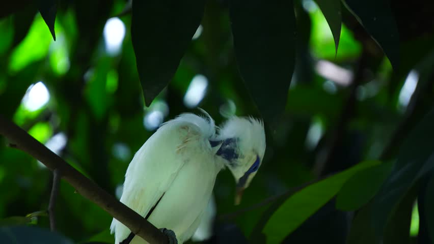 Bali myna or Leucopsar rothschildi perched on a branch, displaying its striking white plumage and blue facial skin.