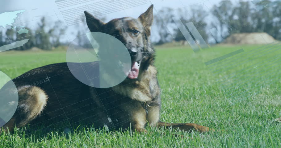 Shutterstock Video