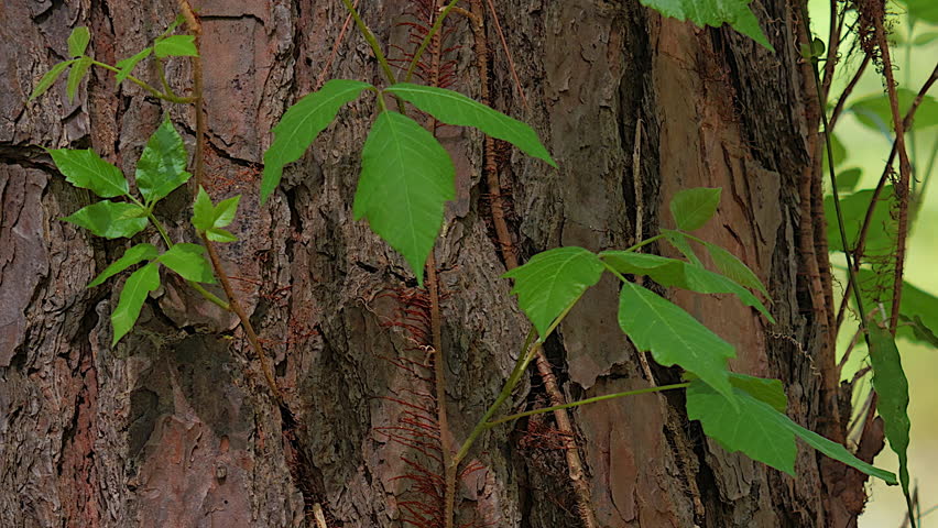 Poison Ivy vine on tree in forest