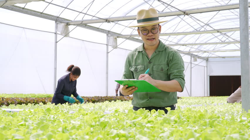 Agriculture industry, organic vegetable growing hydroponic system technology, safety and healthy food. Asian man smart farmer inspect lettuce salad vegetables at agricultural field greenhouse garden.