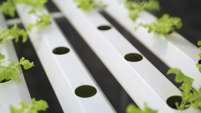 Agriculture industry, organic vegetable growing hydroponic system technology and healthy food. African woman smart farmer planting young lettuce vegetables in hydroponics gully in greenhouse garden.