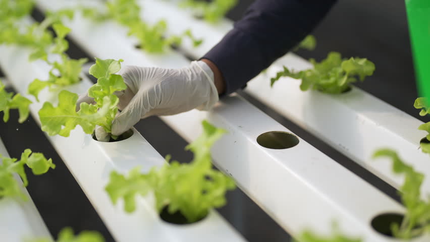 Agriculture industry, organic vegetable growing hydroponic system technology and healthy food. African woman smart farmer planting young lettuce vegetables in hydroponics gully in greenhouse garden.