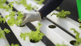 Agriculture industry, organic vegetable growing hydroponic system technology and healthy food. African woman smart farmer planting young lettuce vegetables in hydroponics gully in greenhouse garden. - Powered by Shutterstock - Get 15% off with code: PIKWIZARD15