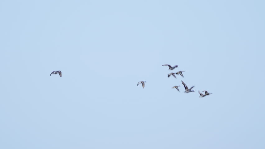 A flock of mallards (Anas platyrhynchos) in flight. The birds fly against a blue sky. Slow motion. 