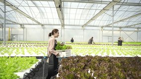 Agriculture industry, organic vegetable growing hydroponic system technology, safety and healthy food. Happy Asian woman smart farmer holding lettuce vegetables crate walking in greenhouse garden. - Powered by Shutterstock - Get 15% off with code: PIKWIZARD15