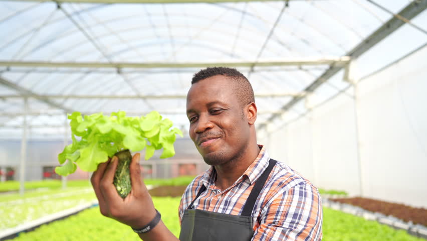 Agriculture industry, organic vegetable growing hydroponic system technology, safety and healthy food. African man smart farmer inspect lettuce salad vegetables at agricultural field greenhouse garden