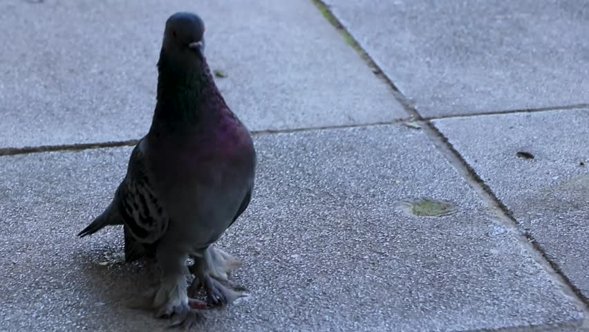 Purple pigeon pigeons walking around on the ground in Athens Attica Greece.