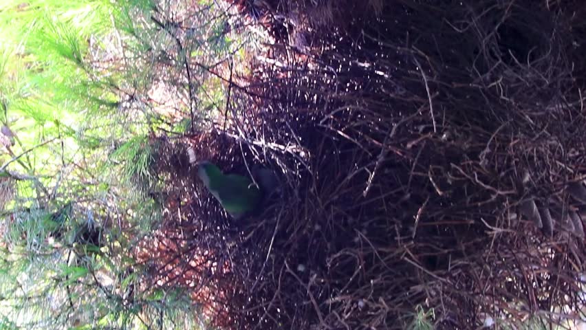 Green parrots fly out of their nest in Athens Attica Greece.