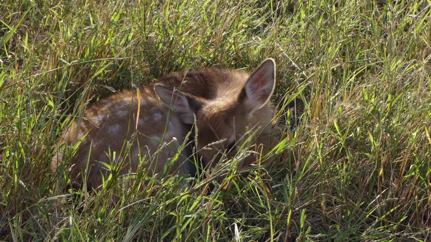 The Fawn Sleeps Peacefully in the Grass, in a Leisurely State