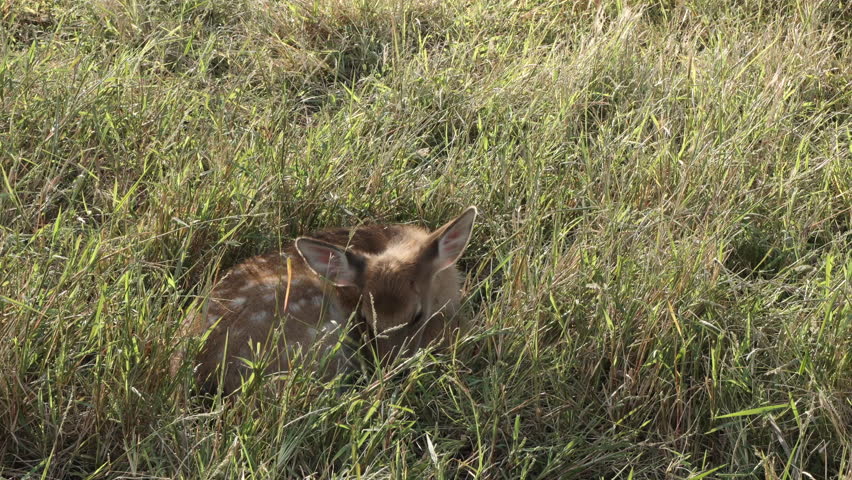 The Fawn Sleeps Peacefully in the Grass, a Cozy Moment Captured