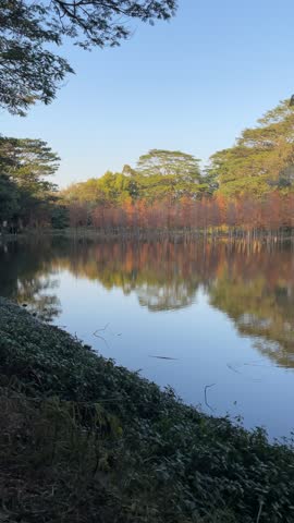 swamp cypress in the water