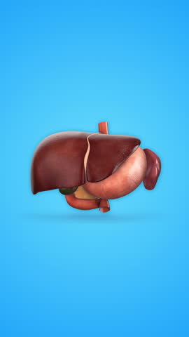 Anatomy of Liver stomach pancreas gallbladder and spleen