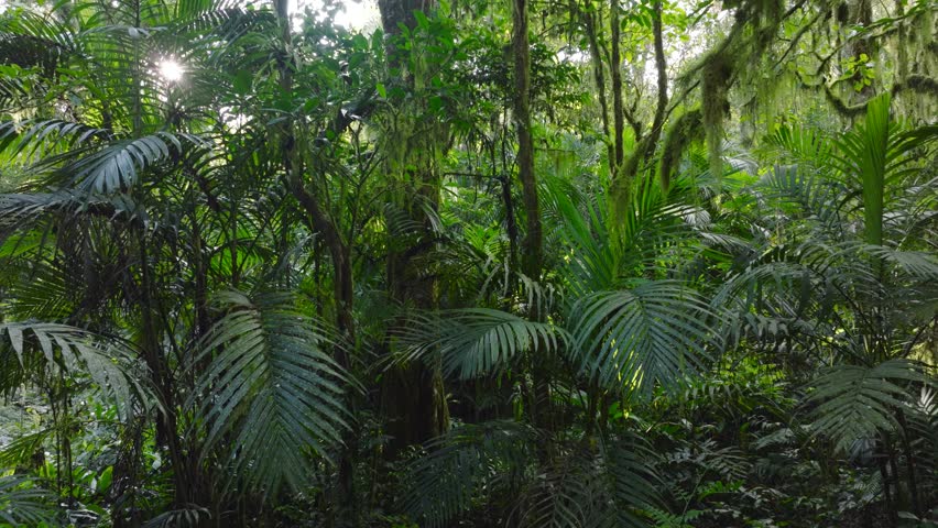 a lush green forest with lots of trees and leaves