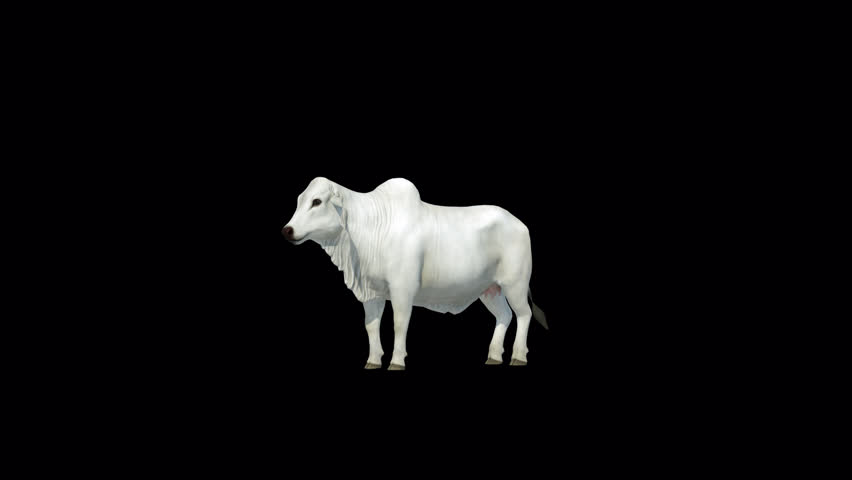 White Brahman Cow looking around loop 3D Transparent Alpha Video Animation