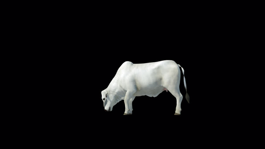 White Brahman Cow eat loop 3D Transparent Alpha Video Animation
