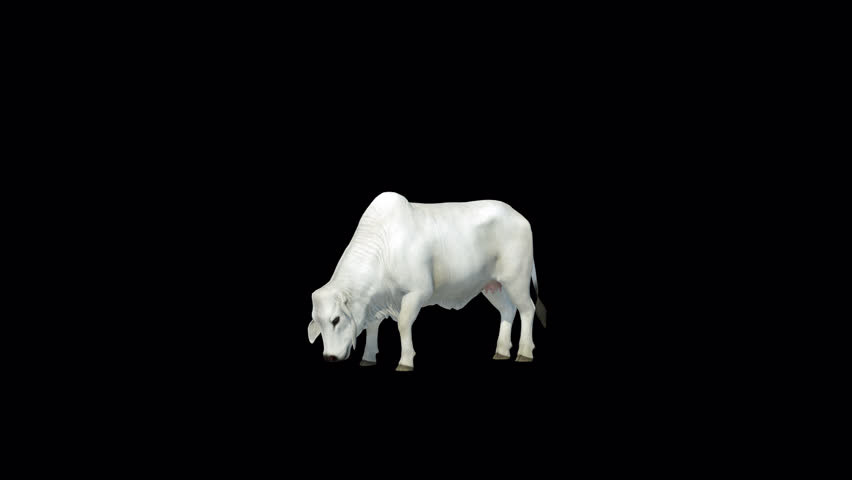 White Brahman Cow drink loop 3D Transparent Alpha Video Animation