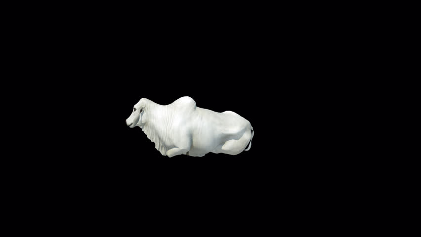 White Brahman Cow lie loop 3D Transparent Alpha Video Animation