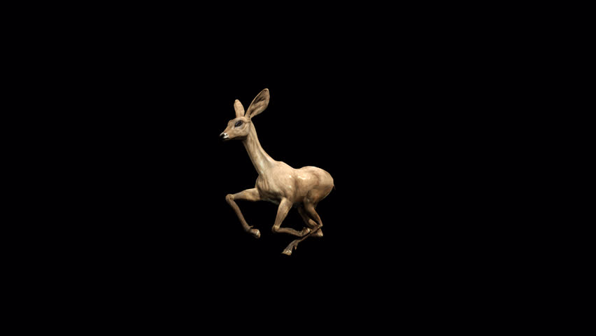 fawn run loop 3D Transparent Alpha Video Animation