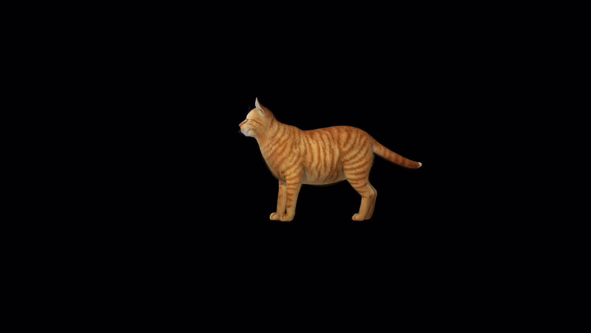 Orange Sarman Cat idle 3D Transparent Alpha Video Animation