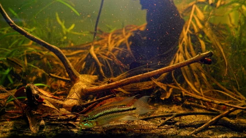 Apistogramma bitaeniata dominant male search food, female hide in leaf litter, freshwater dwarf cichlid professional aquarist care, low light algae free blackwater acidic driftwood biotope aquascape