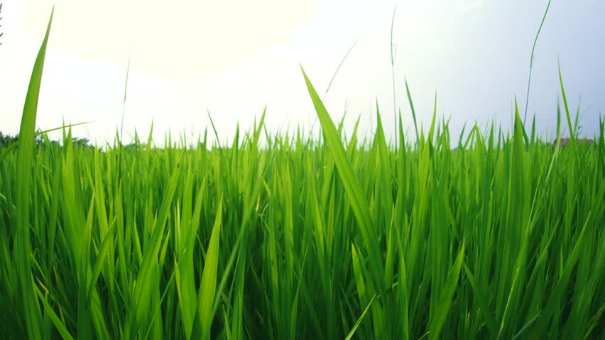 The wind blows through the rice fields