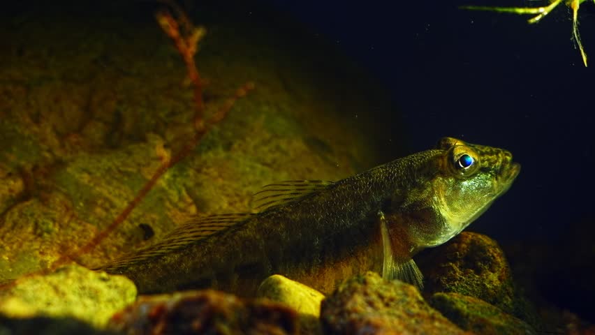 Neogobius fluviatilis, wild caught freshwater goby fish camouflage coloration, Southern Bug river biotope aquarium, stone bottom, LED low light aquascape, highly adaptable and curious pet species