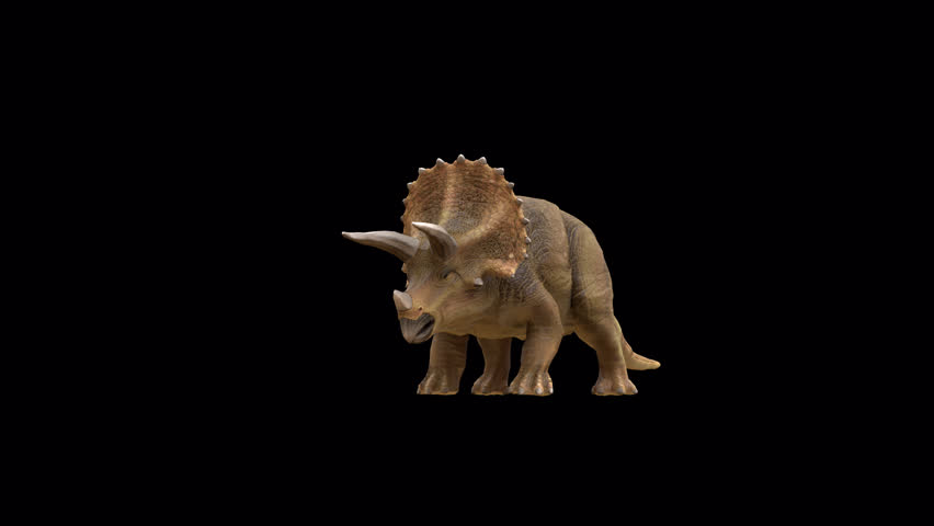 Triceratops Dinosaur idle loop 3D Video Transparent Alpha Animation
