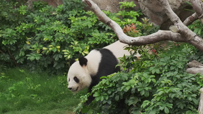 Cute giant panda bear walking on grass, 4k