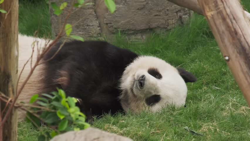 Fun giant panda bear lies down close up, 4k