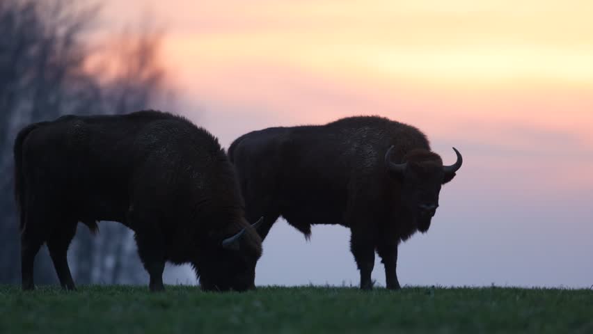 Mammals - wild nature European bison ( Bison bonasus ) Wisent bull in field sundown North Eastern part of Poland, Europe Knyszynska Primeval Forest