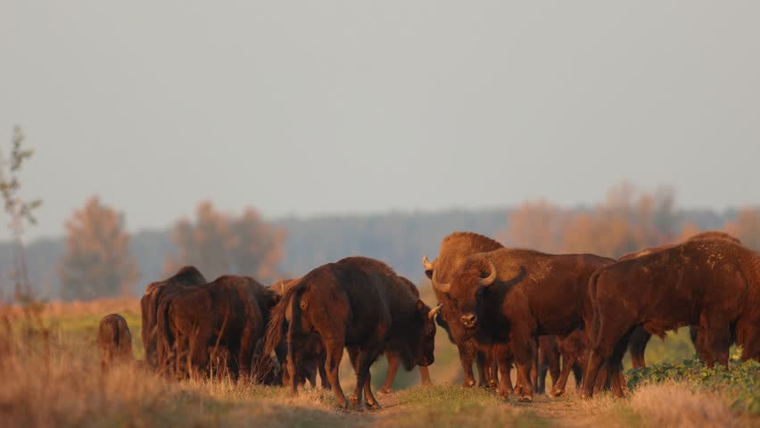 Mammals - wild nature European bison ( Bison bonasus ) Wisent herd standing on the autumn field sundown North Eastern part of Poland, Europe Knyszynska Primeval Forest