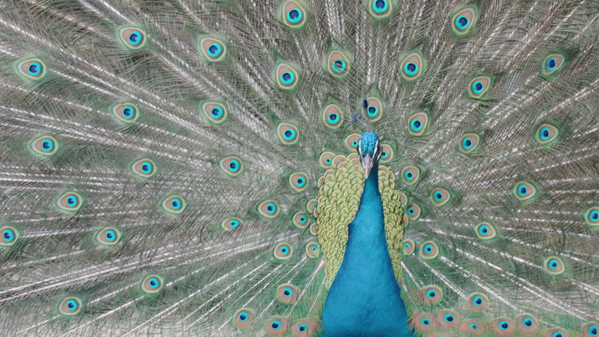 Close-up front view of a peacock with its magnificent tail fully spread, featuring detailed symmetrical patterns of iridescent blue and green eye-like markings
