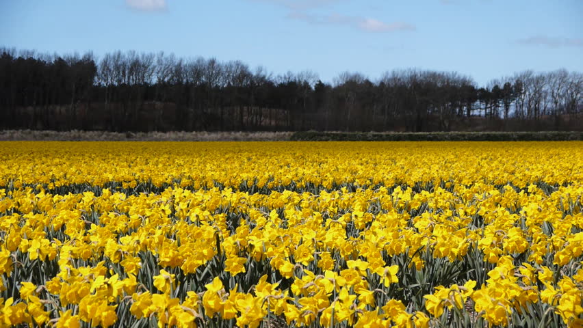 Field of narcis flowers
