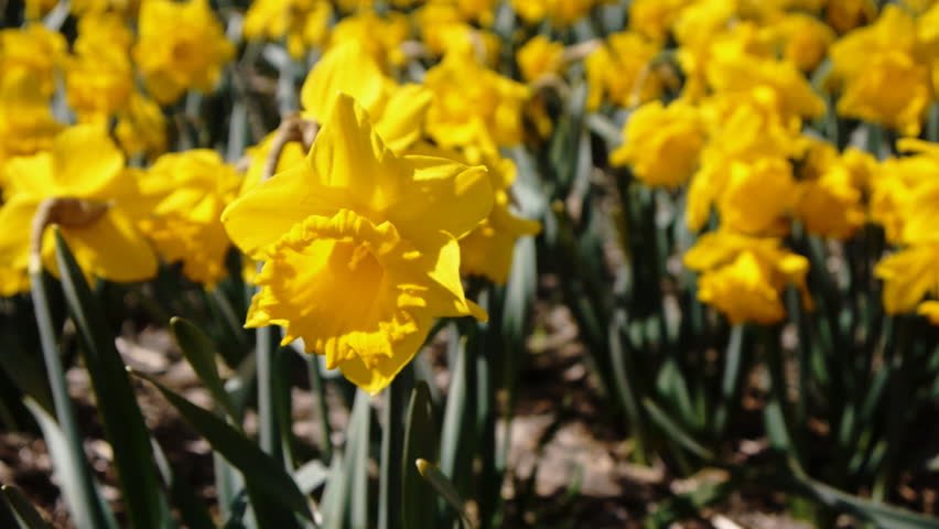Flowers waving in the wind close-up