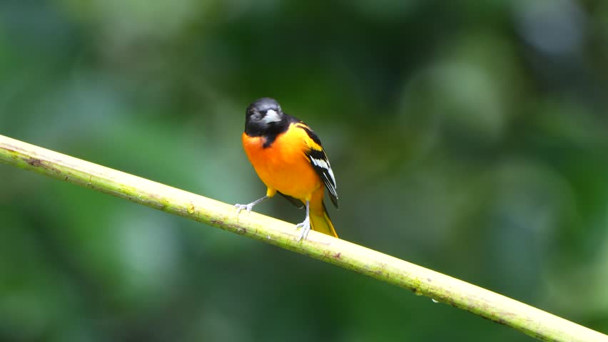 Male Baltimore Oriole (Icterus galbula) Perched on Branch