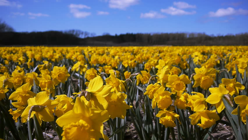Field of narcis flowers waving in the wind