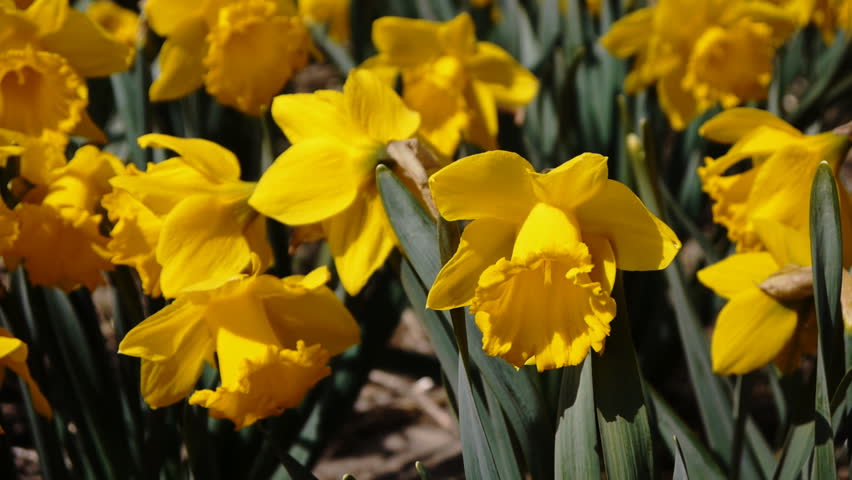 Close-up of narcis flowers waving in the wind