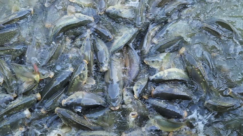 Carp fishes in water, overfishing, high definition clip, slow motion