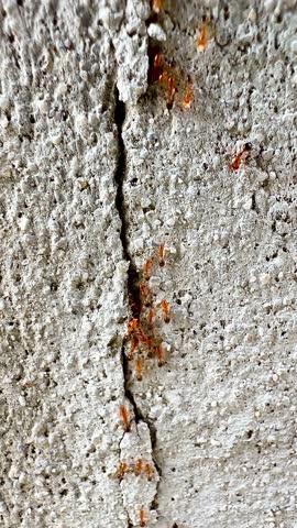 Close-up video of a group of red or orange-red ants migrating on a rough surface, such as concrete or rocks. This image captures the ants in motion, which makes some of them look slightly blurry.