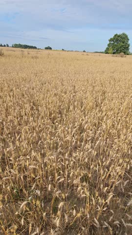wheat field in the distance, single trees and a house, ripe rye