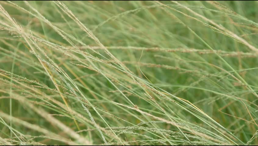 close up of windblown meadow. long grass background