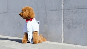 Charming Dog in Formal Attire A Stylish Poodles Dapper Look That Captivates Hearts - Powered by Shutterstock - Get 15% off with code: PIKWIZARD15