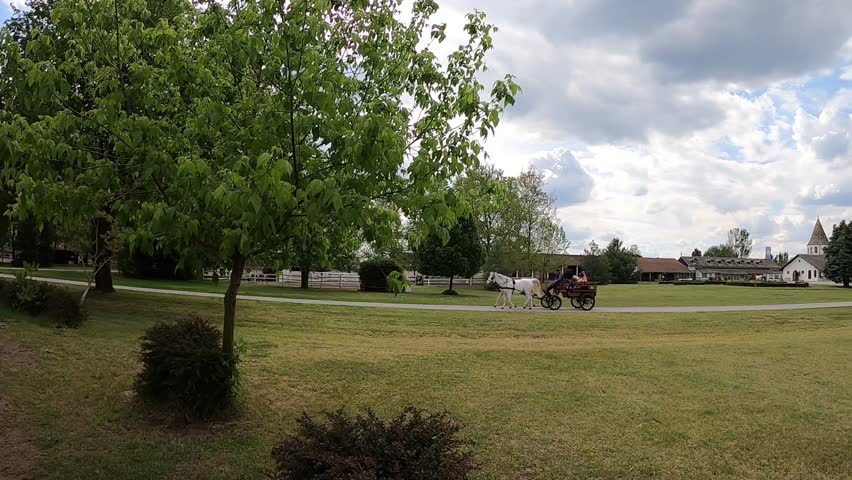 A white horse runs along the fence of its paddock towards a cart pulled by another horse